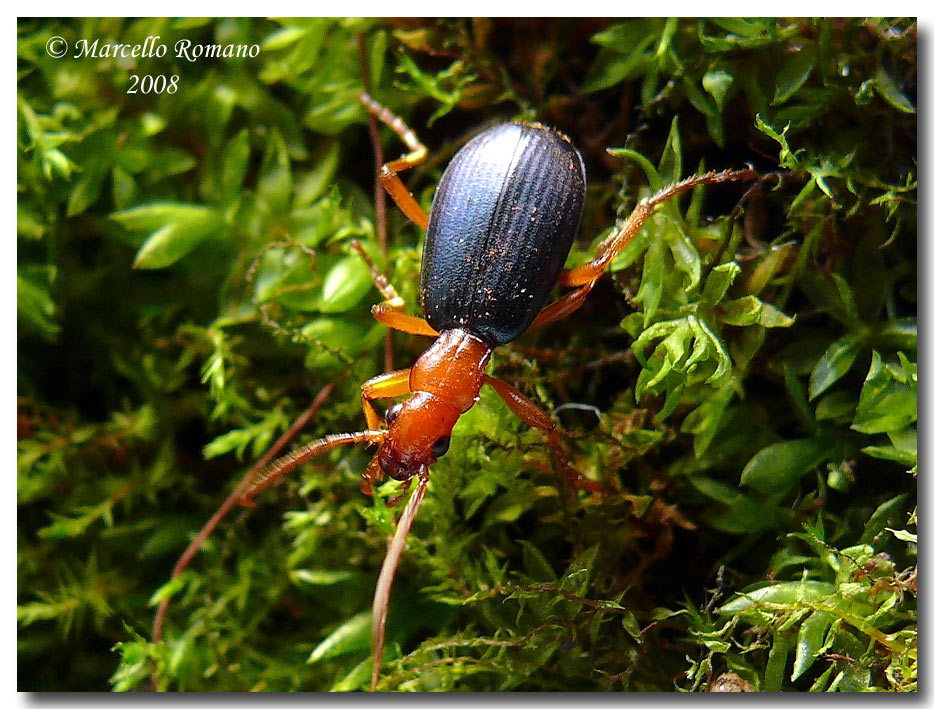 I Brachinus: coleotteri irriverenti